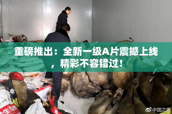 重磅推出：全新一级A片震撼上线，精彩不容错过！