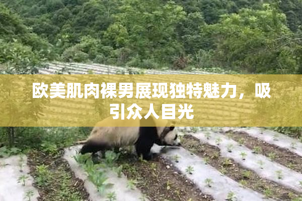 欧美肌肉裸男展现独特魅力，吸引众人目光