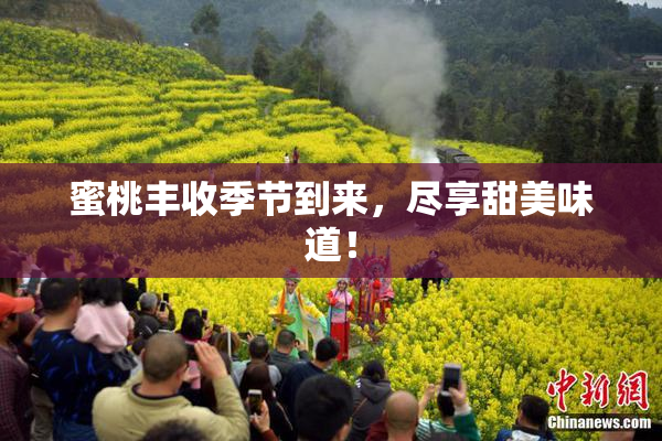 蜜桃丰收季节到来，尽享甜美味道！