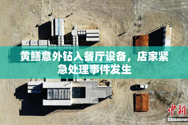 黄鳝意外钻入餐厅设备，店家紧急处理事件发生