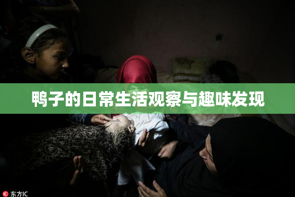鸭子的日常生活观察与趣味发现
