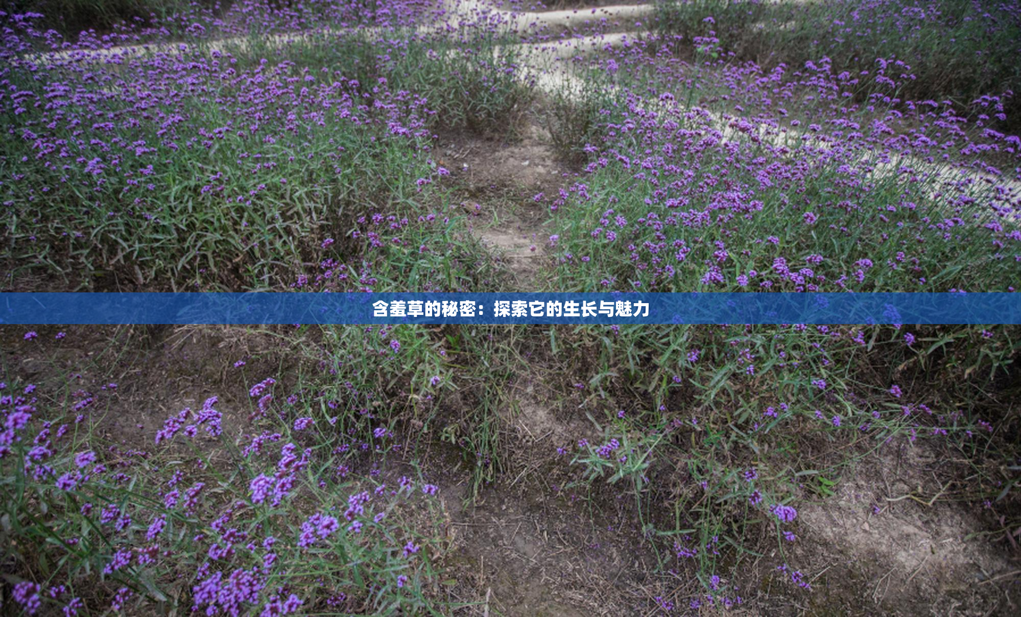 含羞草的秘密：探索它的生长与魅力