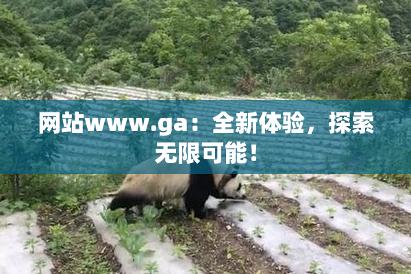 网站www.ga：全新体验，探索无限可能！