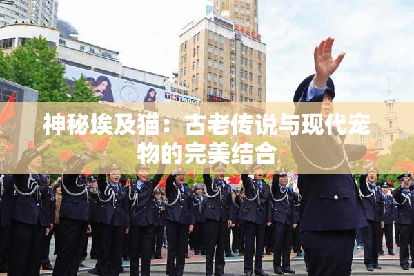 神秘埃及猫：古老传说与现代宠物的完美结合