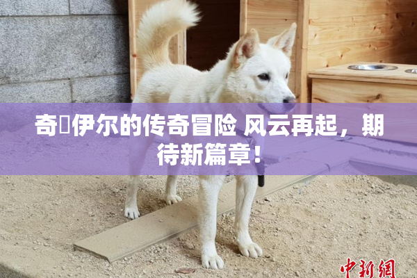 奇犽伊尔的传奇冒险 风云再起，期待新篇章！