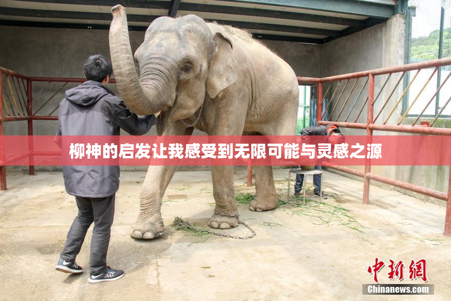 柳神的启发让我感受到无限可能与灵感之源