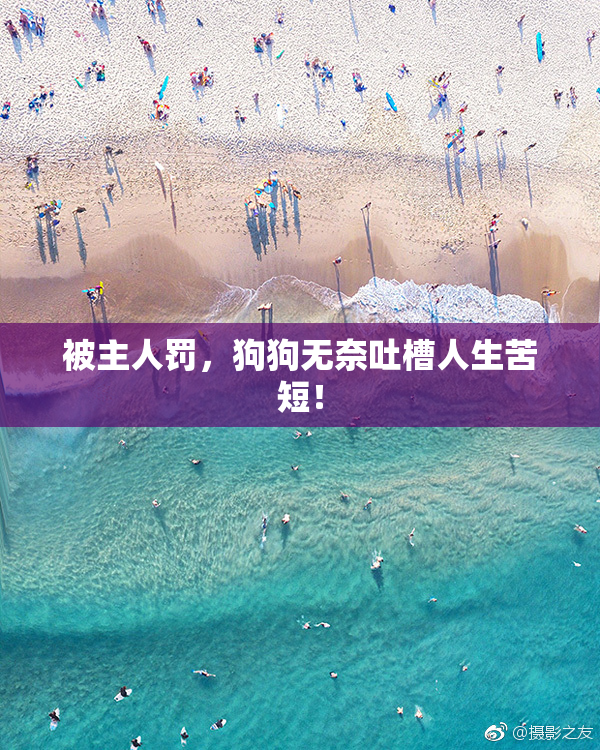 被主人罚，狗狗无奈吐槽人生苦短！