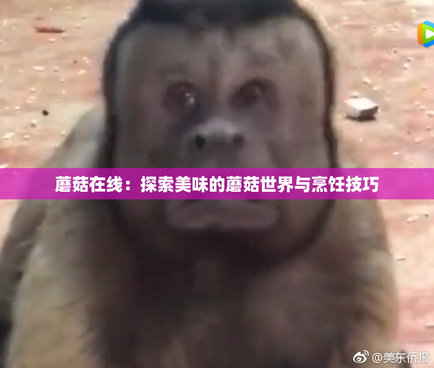 蘑菇在线：探索美味的蘑菇世界与烹饪技巧