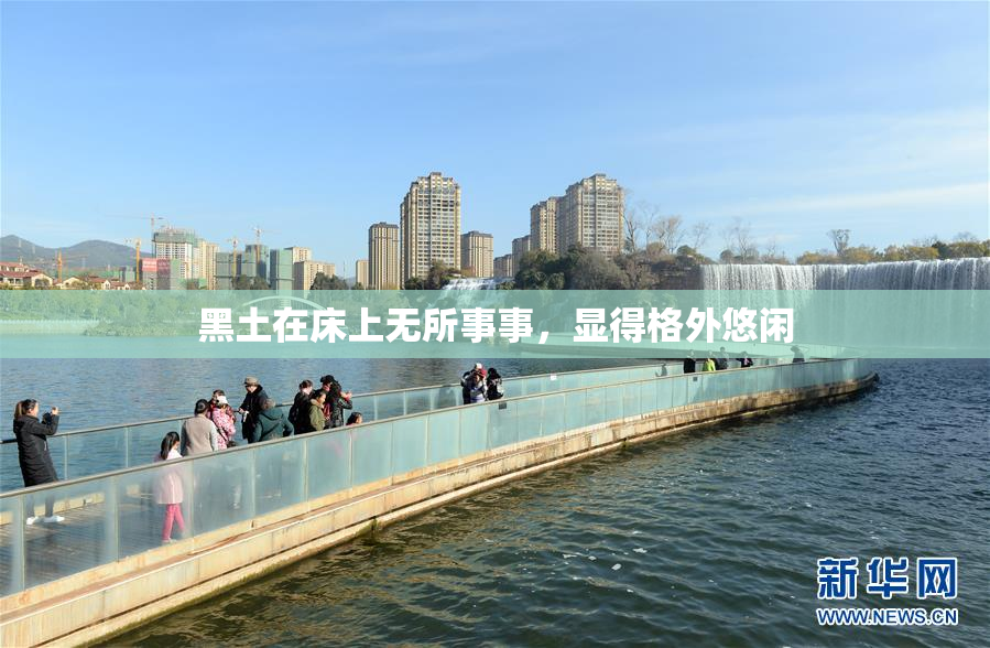 黑土在床上无所事事，显得格外悠闲