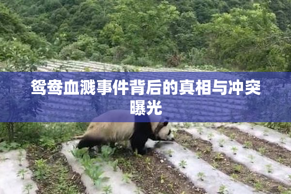 鸳鸯血溅事件背后的真相与冲突曝光