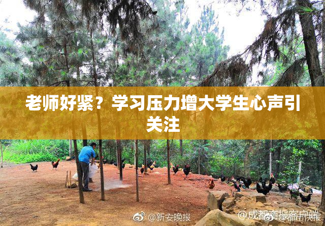 老师好紧？学习压力增大学生心声引关注