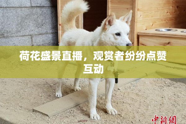 荷花盛景直播，观赏者纷纷点赞互动