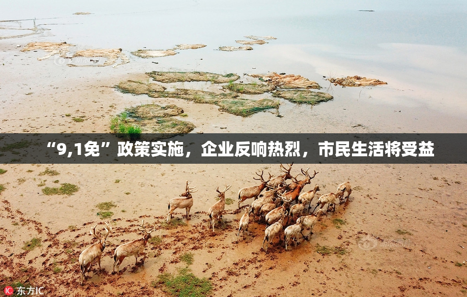 “9,1免”政策实施，企业反响热烈，市民生活将受益