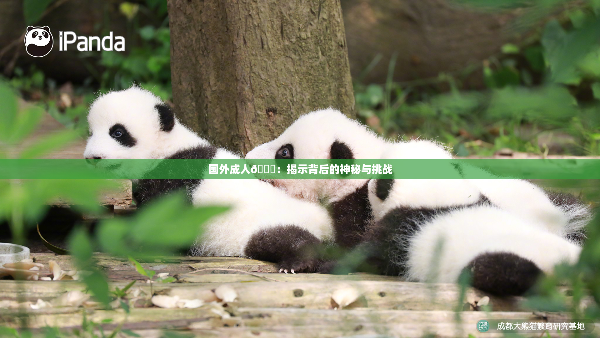 国外成人🔞：揭示背后的神秘与挑战