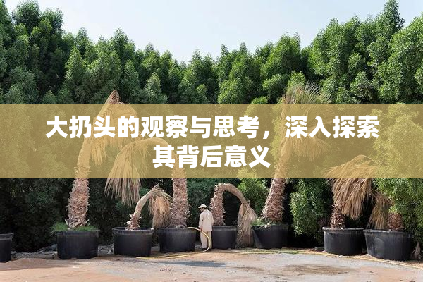大扔头的观察与思考，深入探索其背后意义
