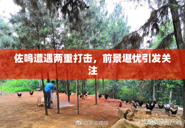 佐鸣遭遇两重打击，前景堪忧引发关注