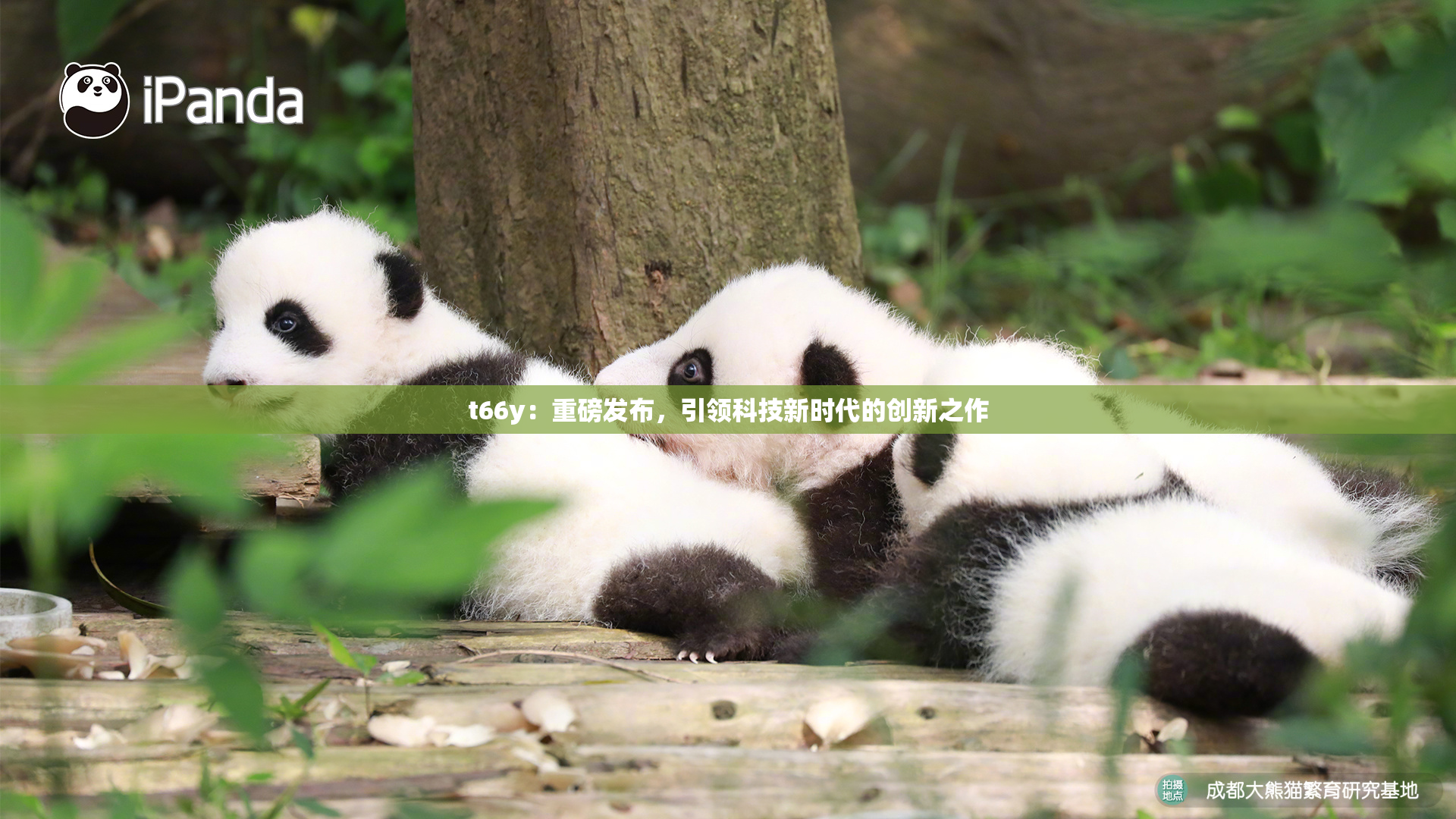 t66y：重磅发布，引领科技新时代的创新之作