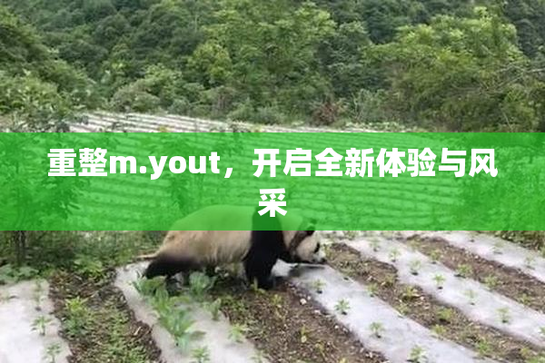 重整m.yout，开启全新体验与风采