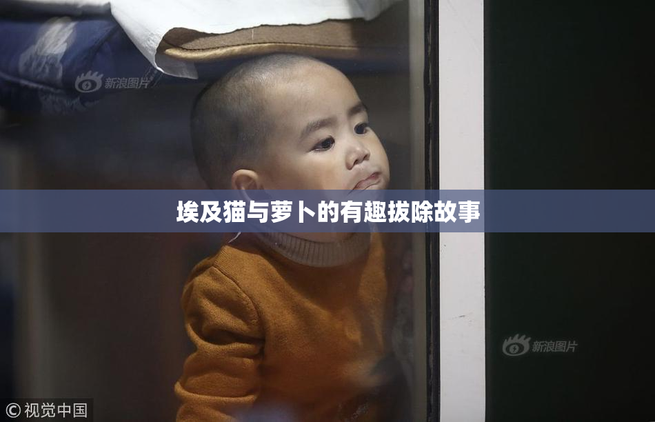 埃及猫与萝卜的有趣拔除故事
