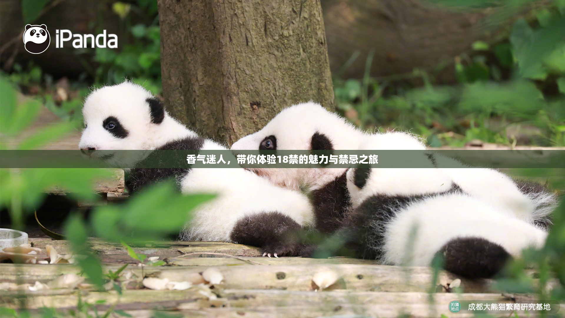 香气迷人，带你体验18禁的魅力与禁忌之旅