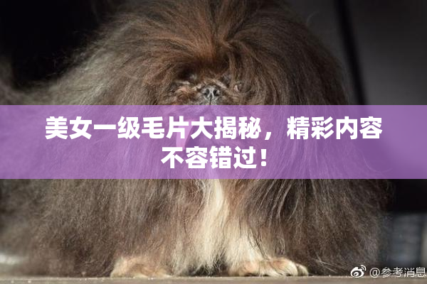 美女一级毛片大揭秘，精彩内容不容错过！