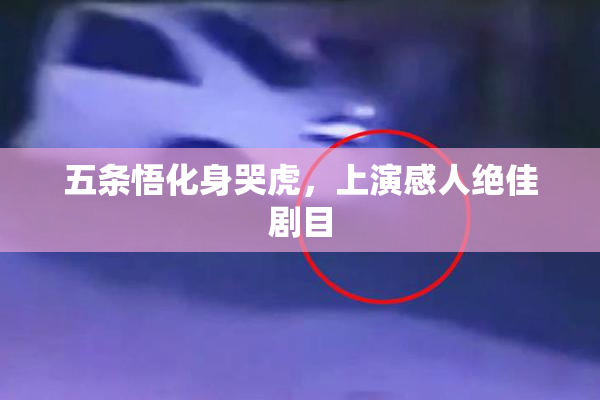 五条悟化身哭虎，上演感人绝佳剧目