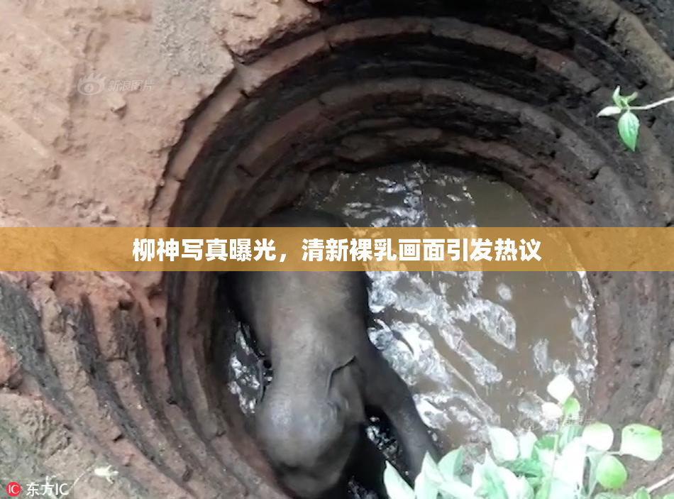 柳神写真曝光，清新裸乳画面引发热议