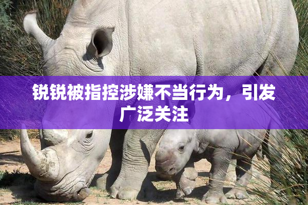 锐锐被指控涉嫌不当行为，引发广泛关注