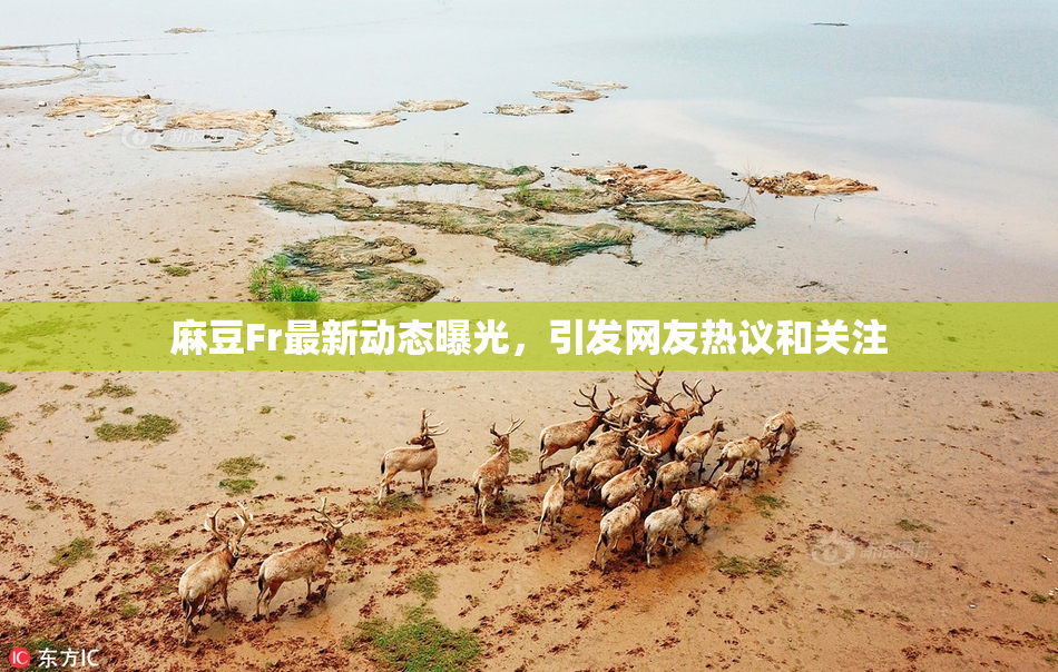 麻豆Fr最新动态曝光，引发网友热议和关注