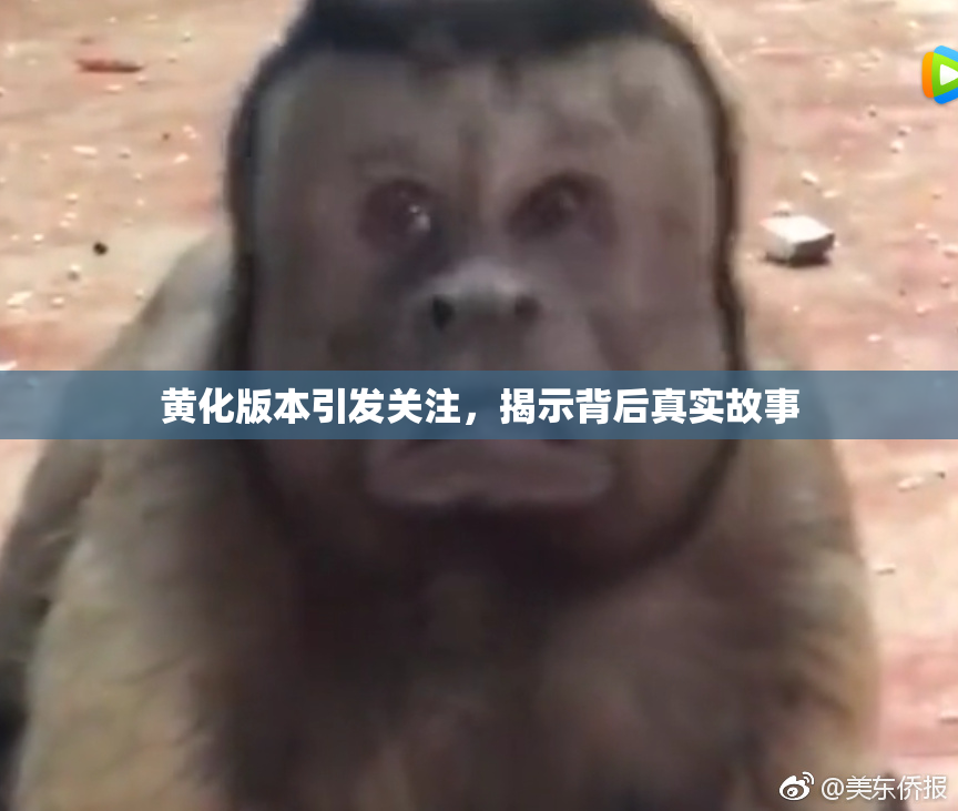 黄化版本引发关注，揭示背后真实故事