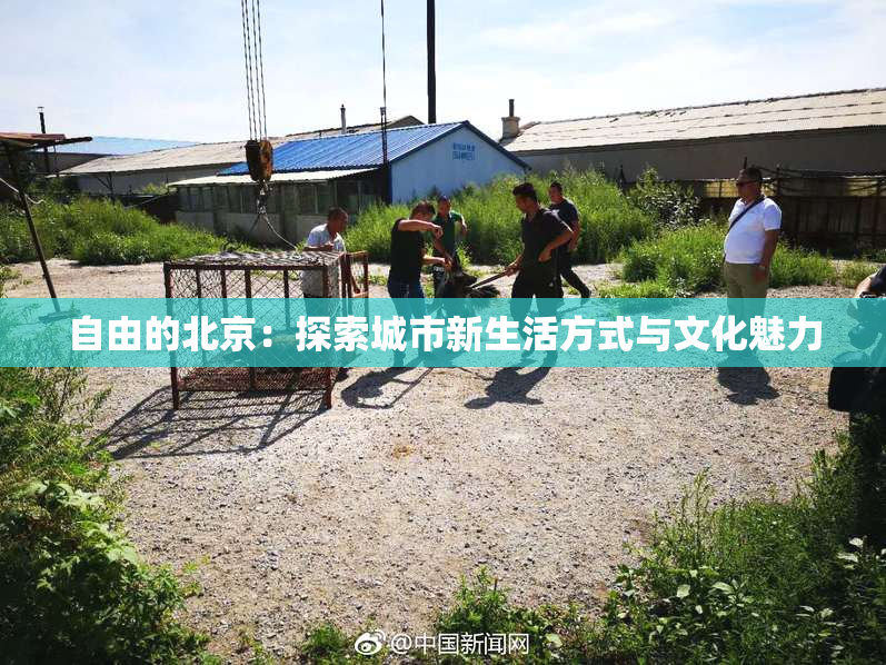 自由的北京：探索城市新生活方式与文化魅力
