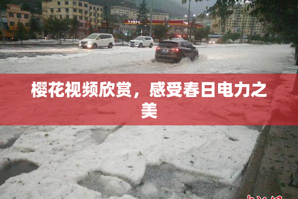 樱花视频欣赏，感受春日电力之美