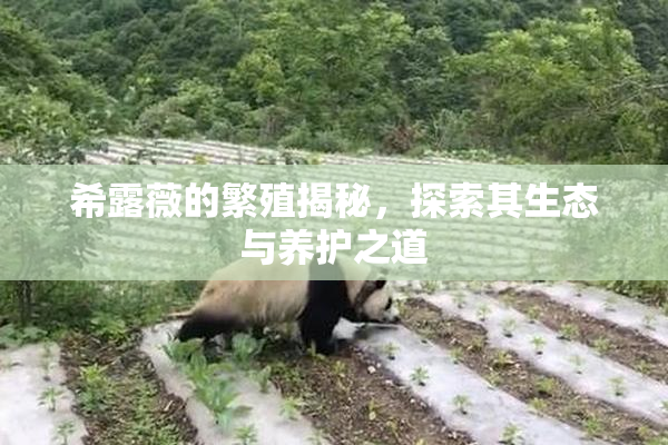 希露薇的繁殖揭秘，探索其生态与养护之道
