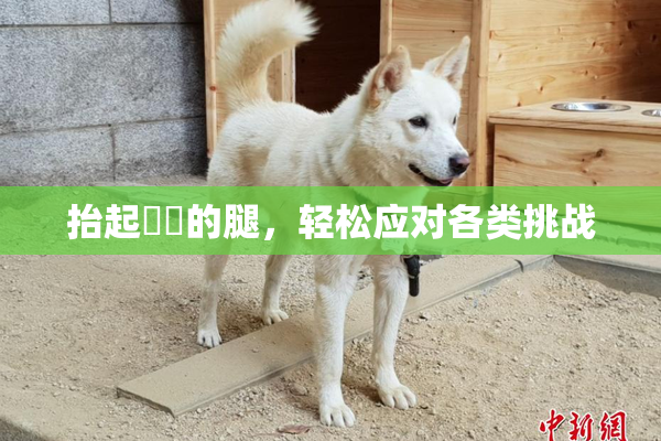 抬起妺妺的腿，轻松应对各类挑战