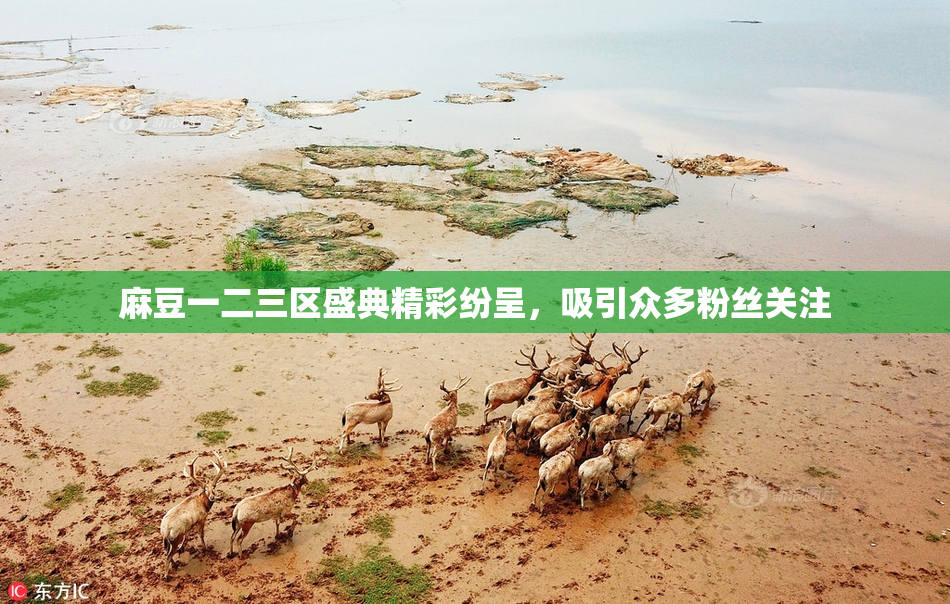 麻豆一二三区盛典精彩纷呈，吸引众多粉丝关注