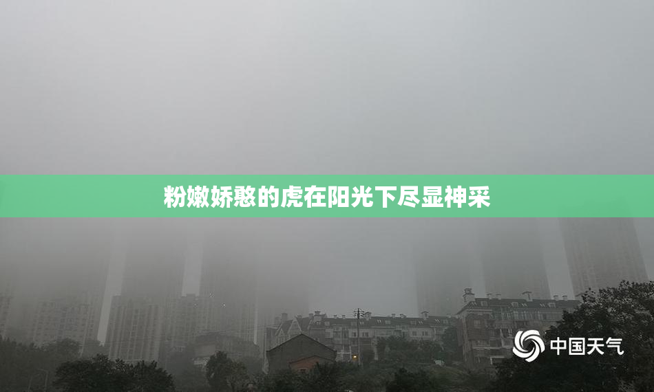 粉嫩娇憨的虎在阳光下尽显神采