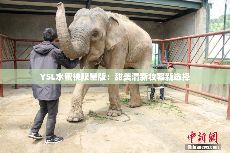 YSL水蜜桃限量版：甜美清新妆容新选择