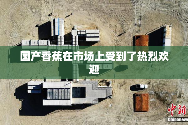 国产香蕉在市场上受到了热烈欢迎