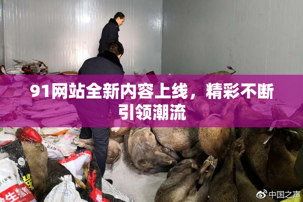 91网站全新内容上线，精彩不断引领潮流