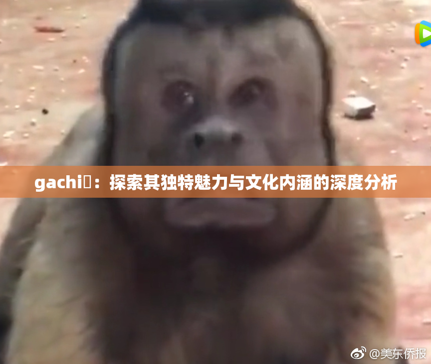 gachi籣：探索其独特魅力与文化内涵的深度分析