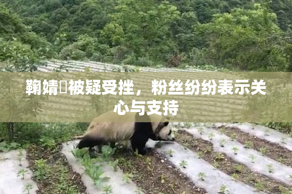 鞠婧祎被疑受挫，粉丝纷纷表示关心与支持