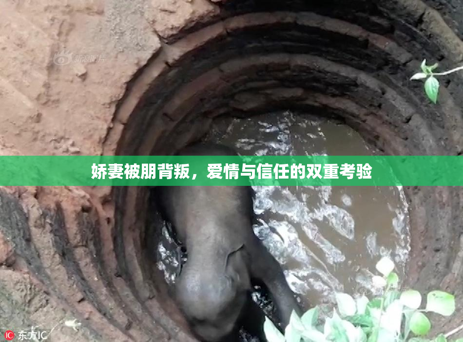 娇妻被朋背叛，爱情与信任的双重考验