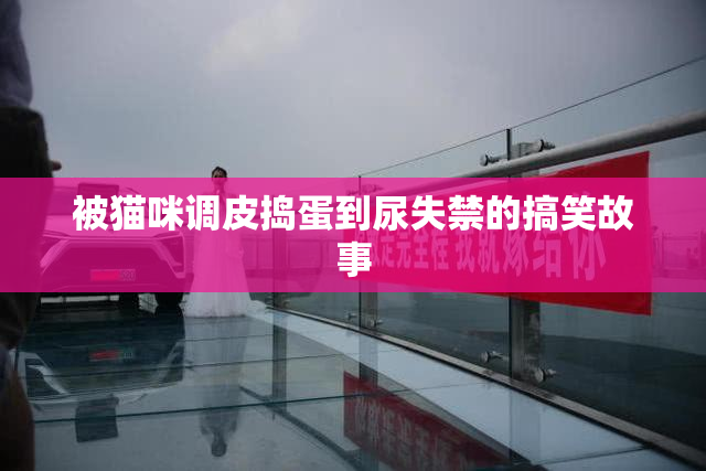 被猫咪调皮捣蛋到尿失禁的搞笑故事