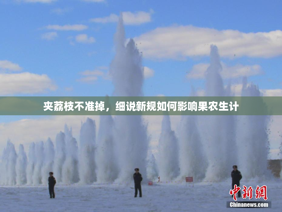 夹荔枝不准掉，细说新规如何影响果农生计