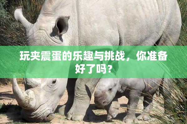 玩夹震蛋的乐趣与挑战，你准备好了吗？