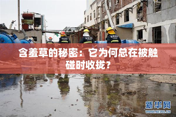 含羞草的秘密：它为何总在被触碰时收拢？