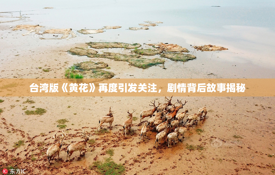 台湾版《黄花》再度引发关注，剧情背后故事揭秘