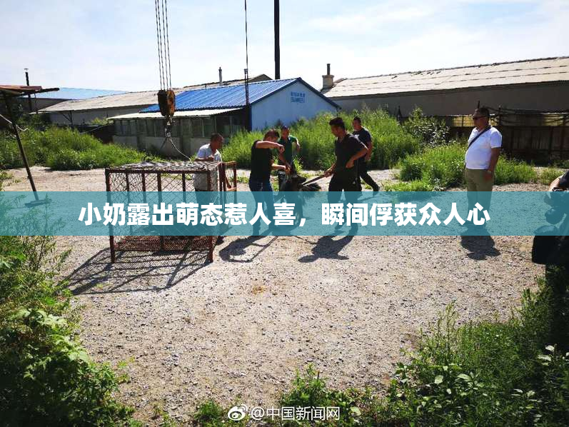 小奶露出萌态惹人喜，瞬间俘获众人心