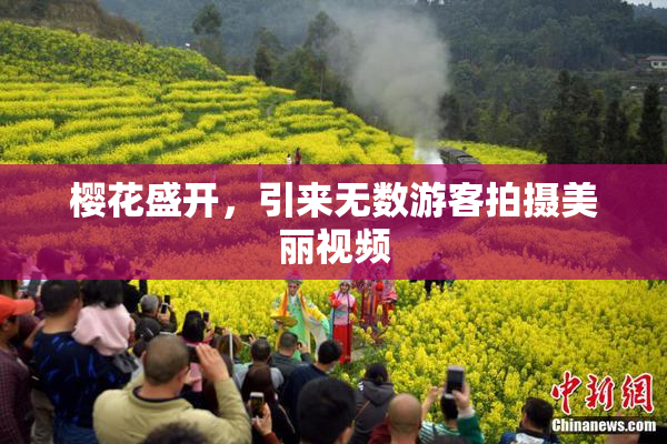 樱花盛开，引来无数游客拍摄美丽视频