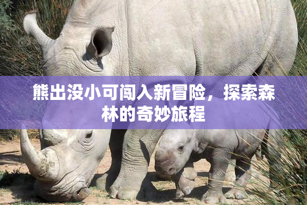 熊出没小可闯入新冒险，探索森林的奇妙旅程